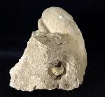 Eodiceras bavaricum (ZITTEL) - Bild © FossNet FossilienStore
